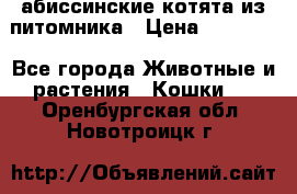 абиссинские котята из питомника › Цена ­ 15 000 - Все города Животные и растения » Кошки   . Оренбургская обл.,Новотроицк г.